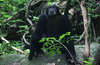 Gombe National Park – Travel guide, Map _ More!.jpg