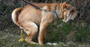 Dog+defecation+problems.jpg