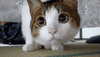 t01edc7ae442c3fab86.gif