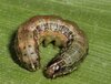 armyworm-1-650x488.jpg