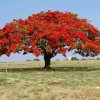 Bujibuji X Mas Tree.jpg