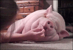 AE3449D9-5AF4-42EC-B21F-C13754BA6535.gif