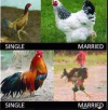 hen.PNG