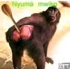 nyani.jpg