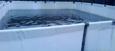 845330618_2_644x461_fish-farm-consultant-and-sales-of-fish-product-upload-photos.jpg