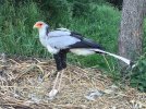 20170525_Pairi_Daiza_Sagittarius_serpentarius_con_huevos.jpg