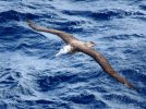 1280px-Tristan_Albatross_(1).jpg