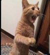 IMG_3066.jpeg
