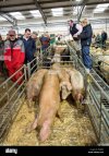 pig-livestock-auction-FKJ6W6.jpg