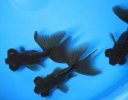 image_search_1733071045645.jpg