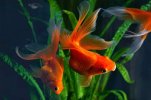 image_search_1733070621664.jpg