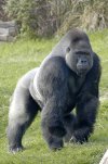 Gorille_des_plaines_de_l'ouest_à_l'Espace_Zoologique.jpg
