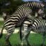 Quagga