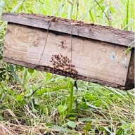 Apis Honey
