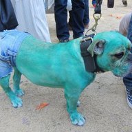 BLUE DOG