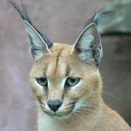 Wazabanga kuku