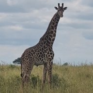 Mr Kambona