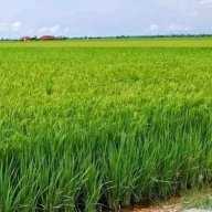 Nkola Shikila