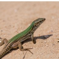 The Lizard