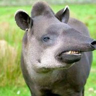 pokoloko
