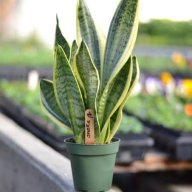 kasix66
