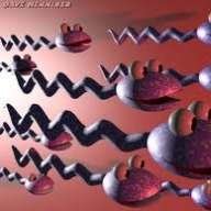 SPERMATOZOA