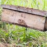 Apis Honey