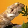 Agama_Agama