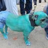 BLUE DOG