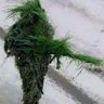 omosangora