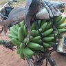 Enkorongo