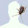TEMBOPHD990
