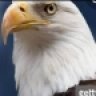Eagleboy
