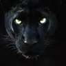 The black panther