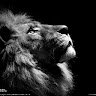 King_kally