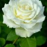 whiterose