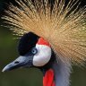 Cranes