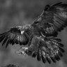 Gray Eagle