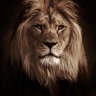Simba Mlevi