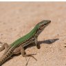 The Lizard