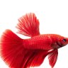 The Fishport Prince