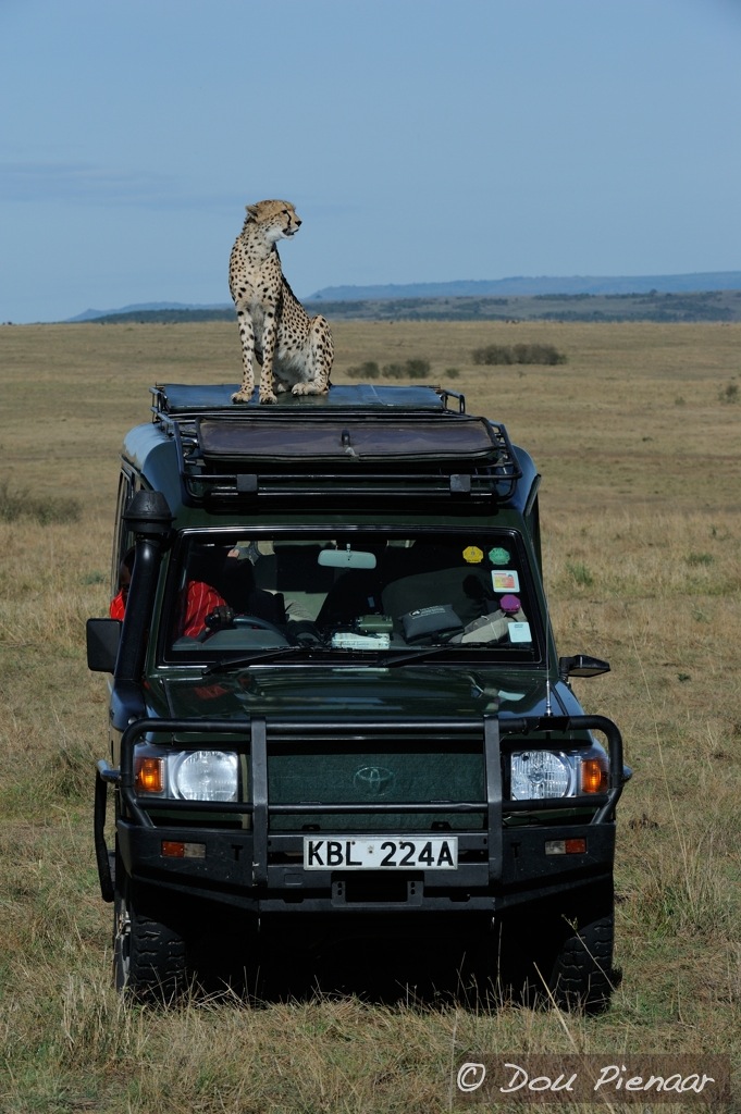 djp19-11-12masaimara2012.jpg