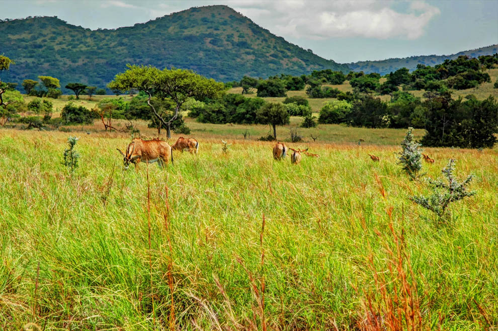 Ruma-National-Park_Roan-antelopes-grazing.jpg