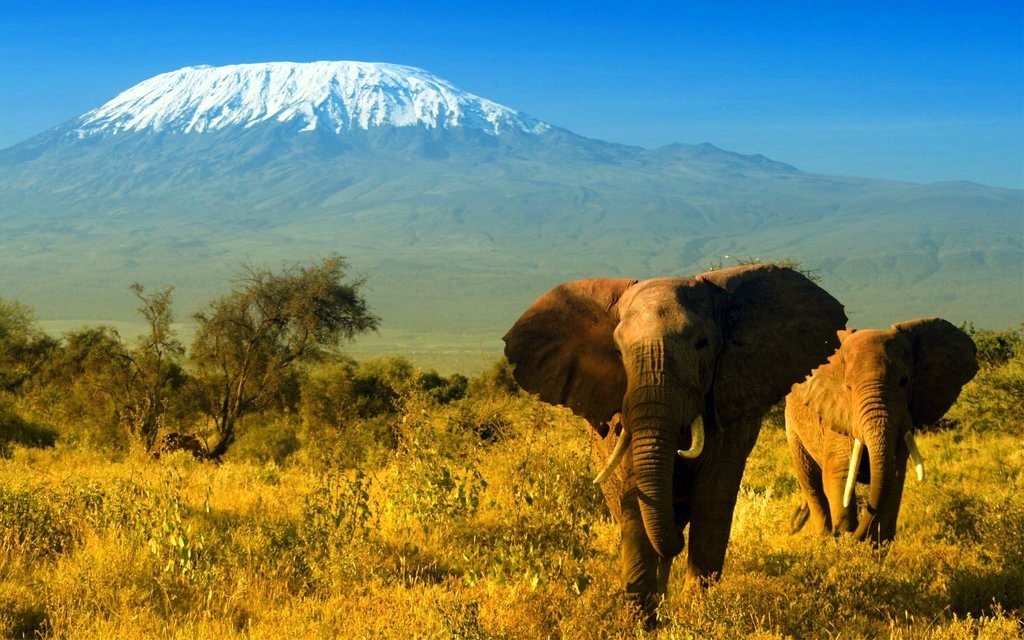 elephants_at_amboseli.jpg